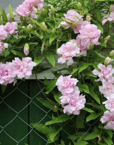 Chinesische Zaunwinde Multiplex