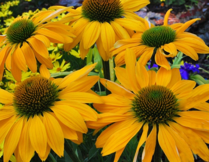 Echinacea gelb "Cheyenne Spirit"