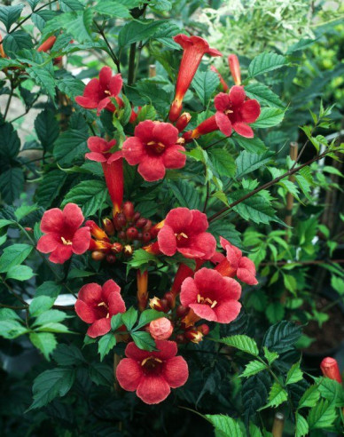 Trompetenblume Flamenco