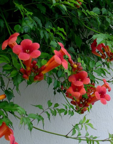 Trompetenblume Flamenco