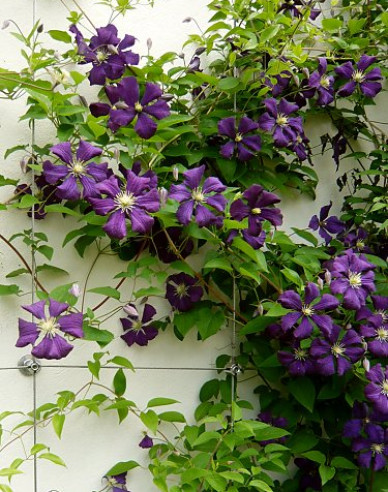 Waldrebe Etoile Violette