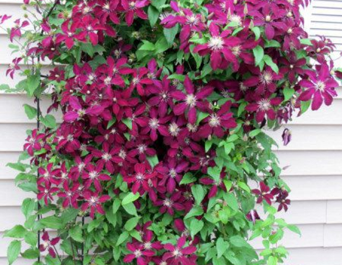 Clematis Niobe