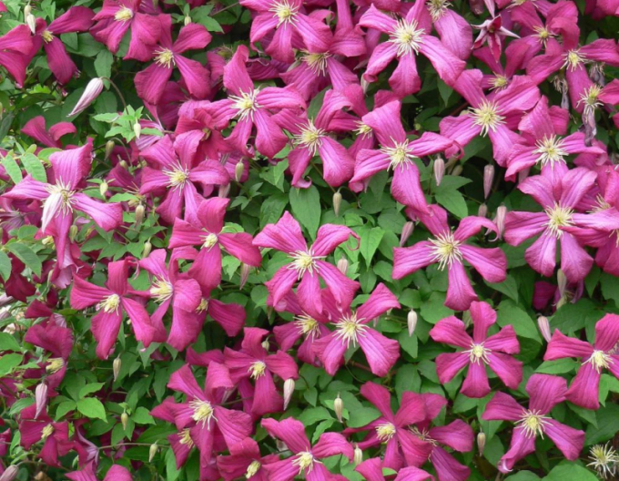 Clematis Niobe