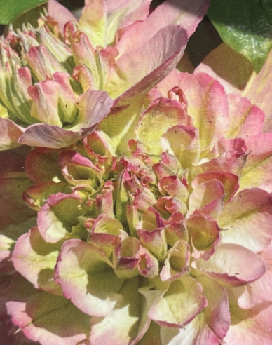 Waldrebe  Pistachio Cake