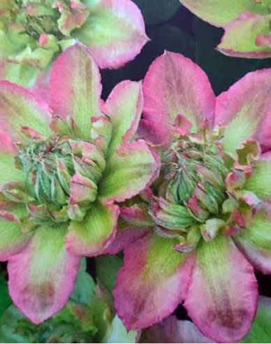 Waldrebe  Pistachio Cake