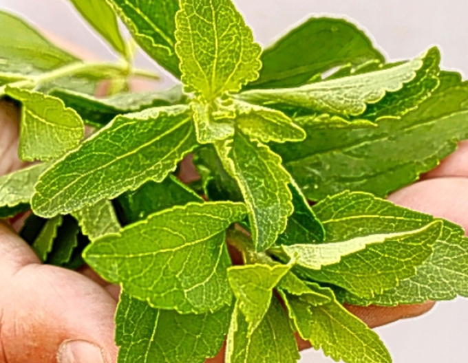 Zucker Stevia Sweety