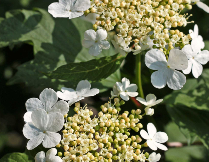 Hortensie kletternd