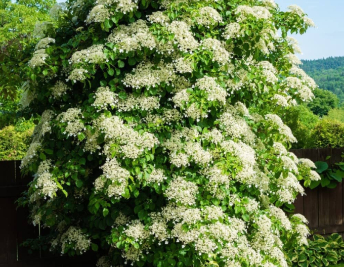 Hortensie kletternd