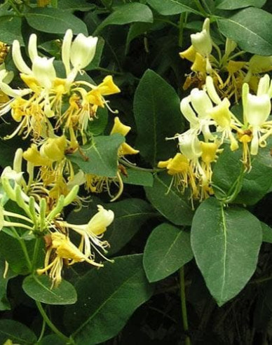 Wald-Geißschlinge ´Scentsation´