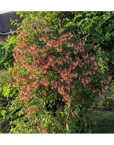 Wald-Geisschlinge Serotina