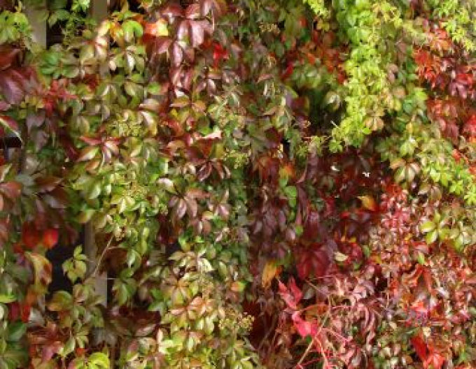 Wilder Wein Henryana