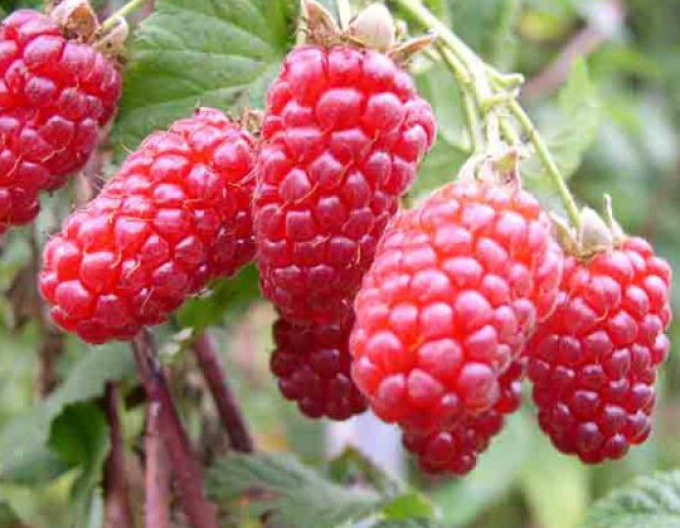 Himbeere Tayberry Medana
