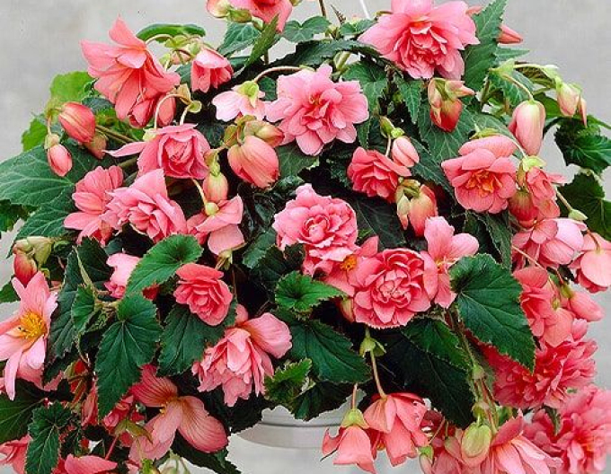 Hängende Begonie Rosa
