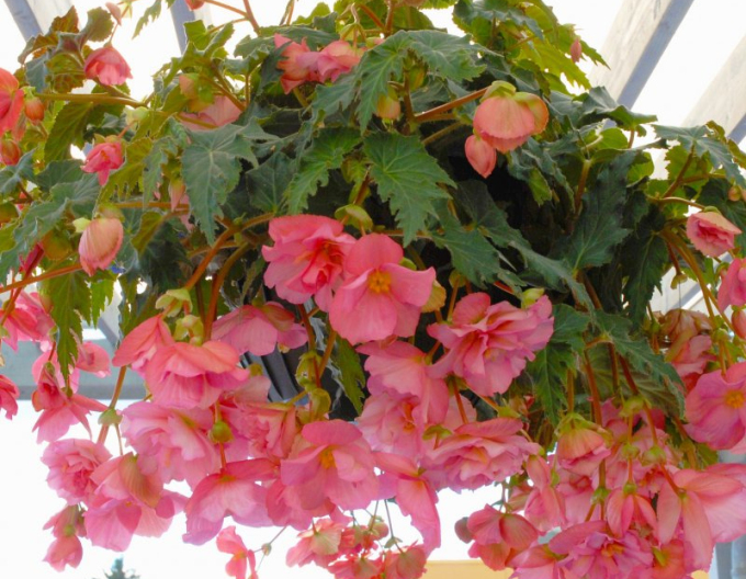 Hängende Begonie Rosa