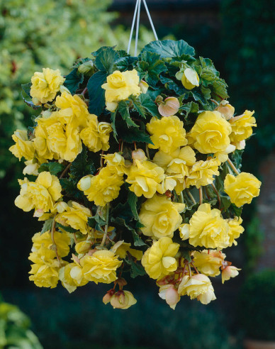 Hängende Begonie Gelb