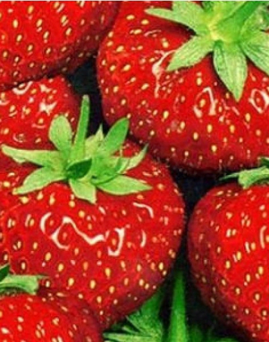 Erdbeere Senga Sengana