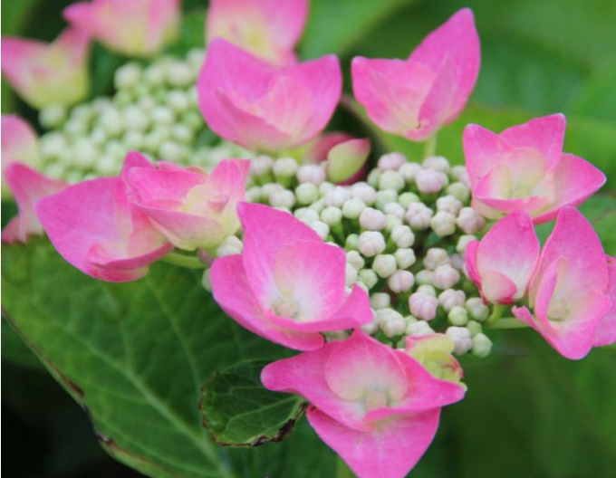 Hortensie Teller Pink