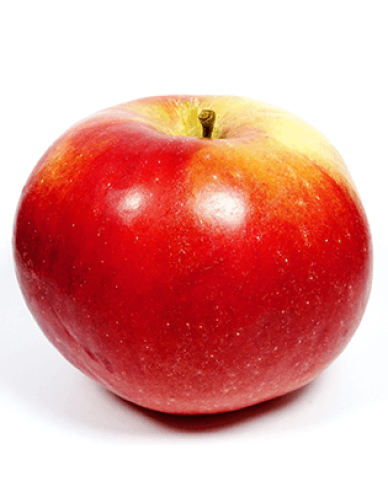 Winterapfel Idared auf MM106, wurzelnackt