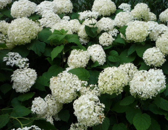 Hortensie Annabelle