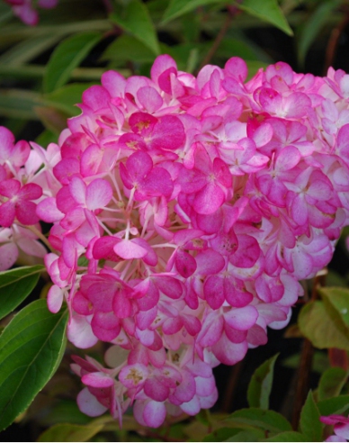 Rispenhortensie Sundae Fraise