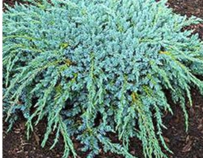 Juniperus squamta Blue Compact (Juniperus squamta Blue Compact)