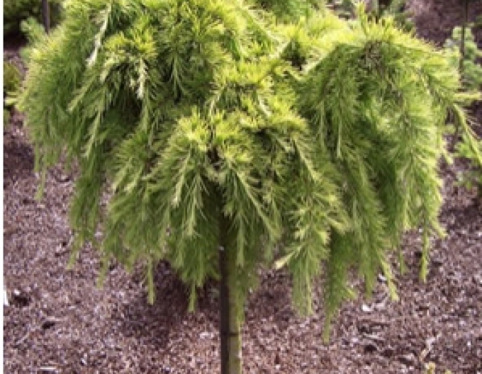 Cedrus deodara Golden Horizon (Golden Horizon Cedar)