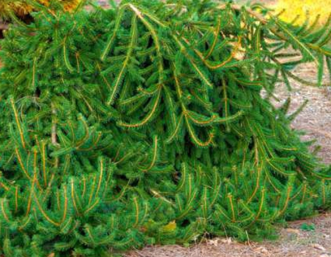 Gemeine Fichte "Formanek" (Picea abies "Formanek")