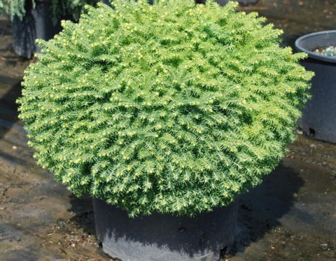 Fichte "LITTLE GEM"