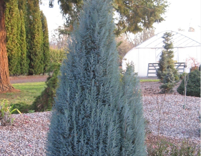 Lawsons Zypresse BLUE SURPRISE(chamaecyparis lawsonianaBLUE SURPRISE)