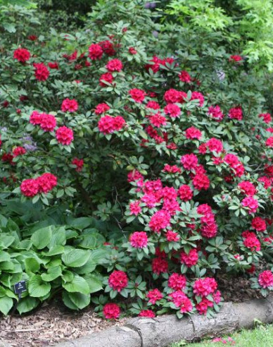 Rhododendron Lord Roberts