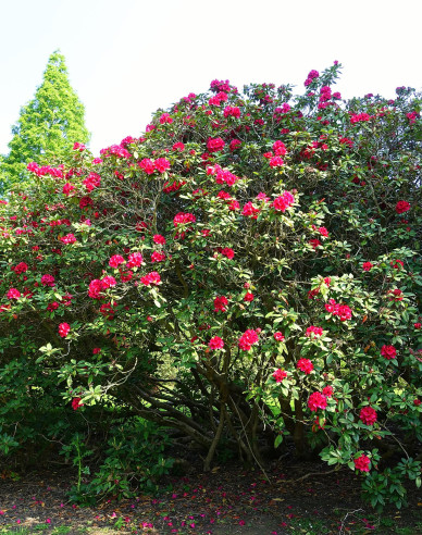 Rhododendron Lord Roberts