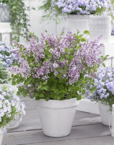Meyers Flieder Flowerfesta Pink