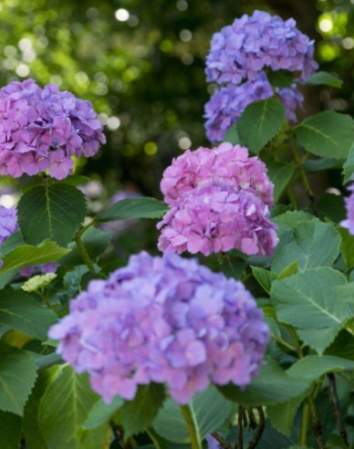 Garten-Hortensie Little Purple