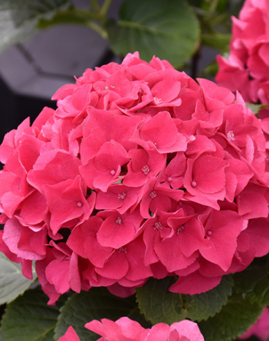 Garten-Hortensie Little Red