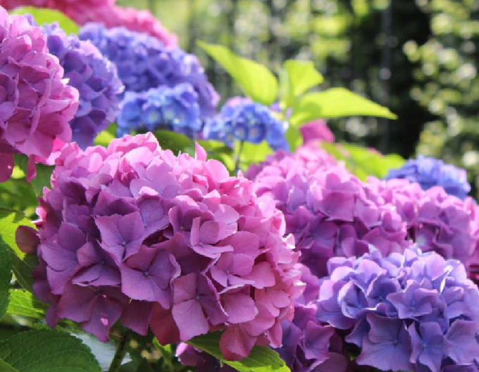 Garten-Hortensie ´Renate Streiniger´