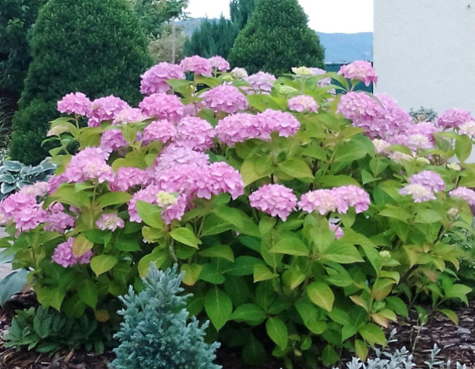 Garten-Hortensie ´Renate Streiniger´