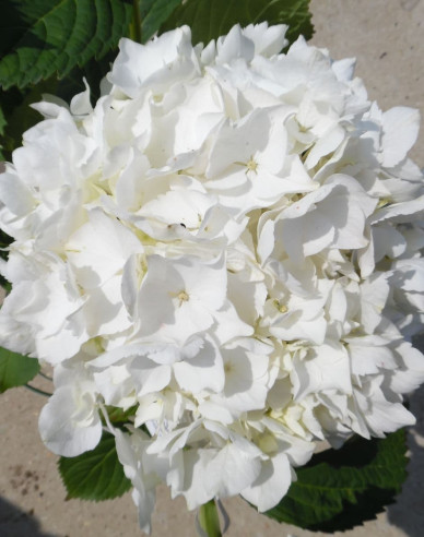 Garten-Hortensie Soeur Therese