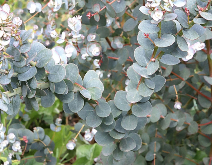 Eukalyptus gunni ´Azora´