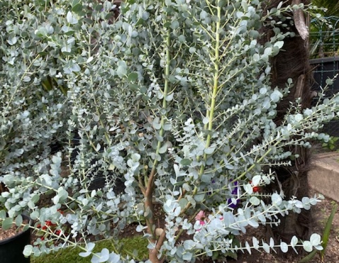 Eukalyptus gunni ´Azora´