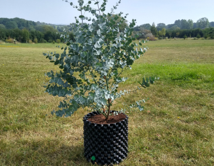 Eukalyptus gunni ´Azora´