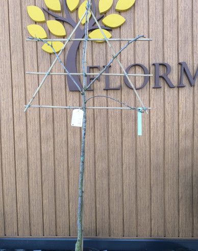 Apfelbaum Elstar - Spalierform