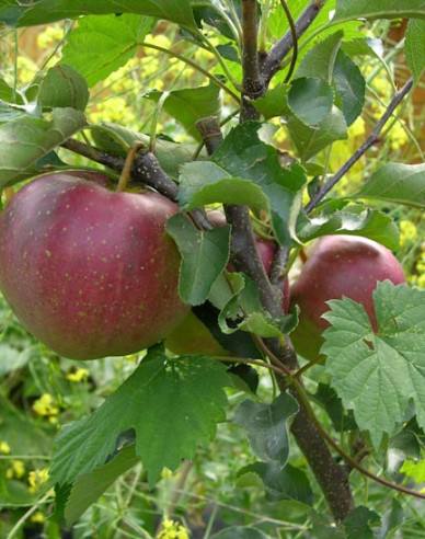 Apfelbaum Elstar - Spalierform