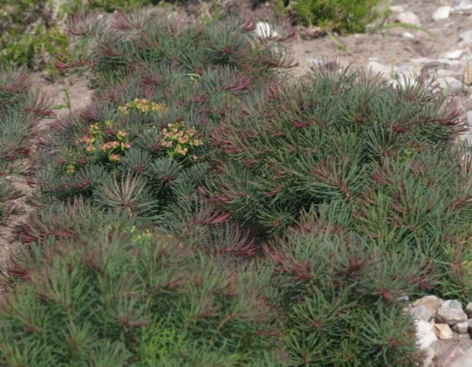 Zypressen Wolfsmilch Fens Ruby