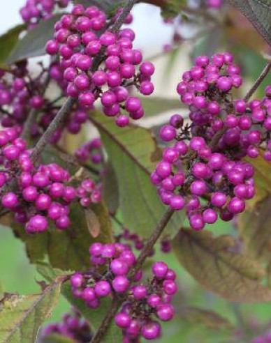 Schönfrucht Giraldii