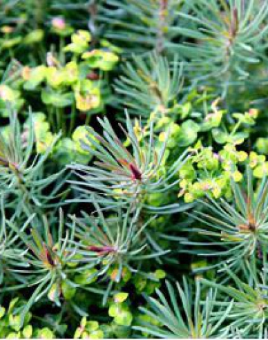 Zypressen Wolfsmilch Fens Ruby