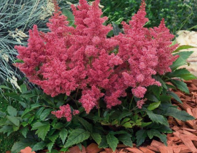 Astilba astary Rose