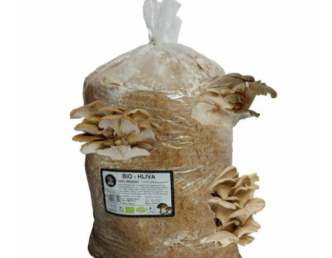 BIO Austernpilz, fertig geimpftes Substrat, Beutel 15l
