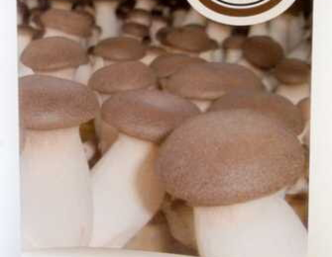 Königsmushrooms Setzlinge 270ml