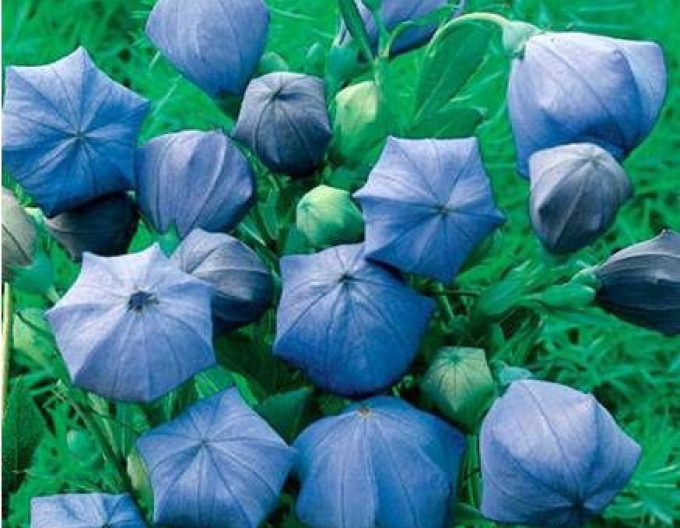 Ballonblume Lila