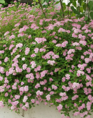 Japan-Spierstrauch Little Princess
